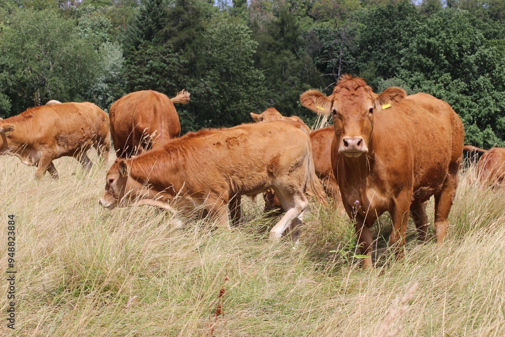 Nutztier, Kühe- und Rinder im Freien auf dem Land, eine biologische, nachhaltige Landwirtschaft, Biohof mit Mutterkuhhaltung Nutztier, Kühe- und Rinder im Freien auf dem Land, eine biologische, nachhaltige Landwirtschaft, Biohof mit Mutterkuhhaltung