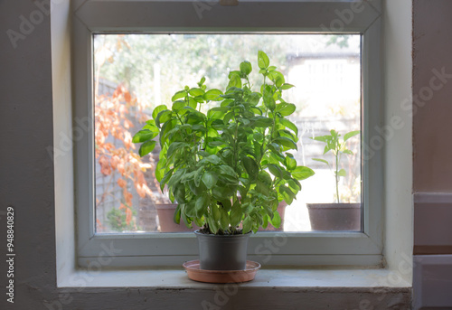 Tableau sur toile Basil plant on a kitchen windowsill