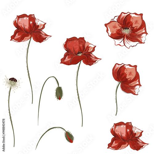 Collection of vector red elegant poppy flowers
