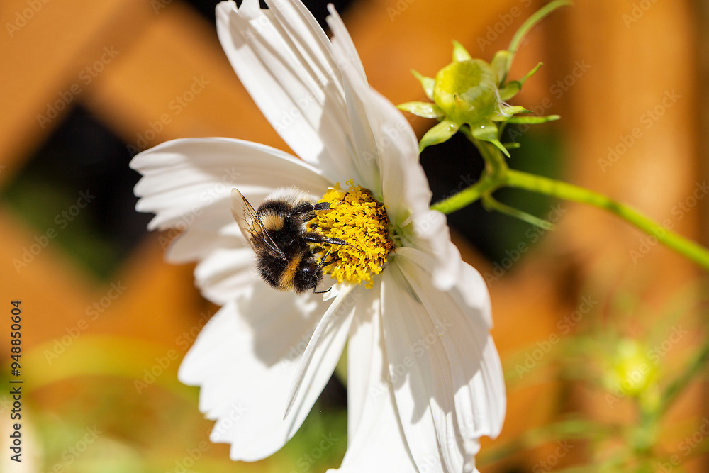 Obraz premium Pollinating Bee