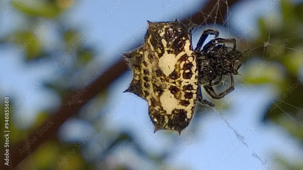 Fototapeta premium spider on a tree