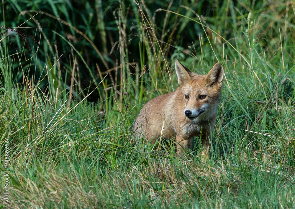 The fox early in the morning looking for breakfast! The fox early in the morning looking for breakfast!