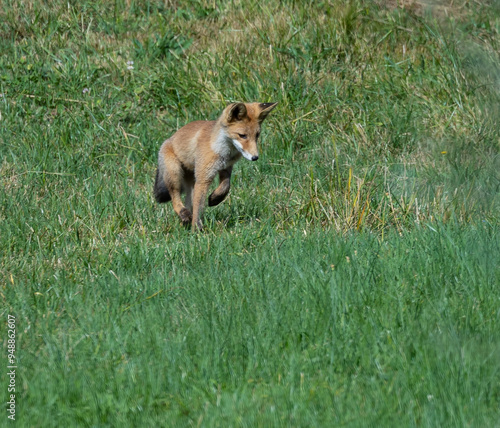 The fox early in the morning looking for breakfast! photo