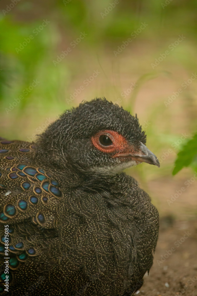 he Malayan peacock-pheasant (Polyplectron malacense) he Malayan peacock-pheasant (Polyplectron malacense)