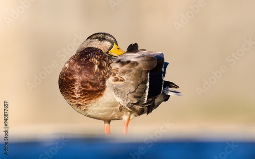 Anas Platyrhynchos aka wild or mallard duck female is cleaning her plumage. photo