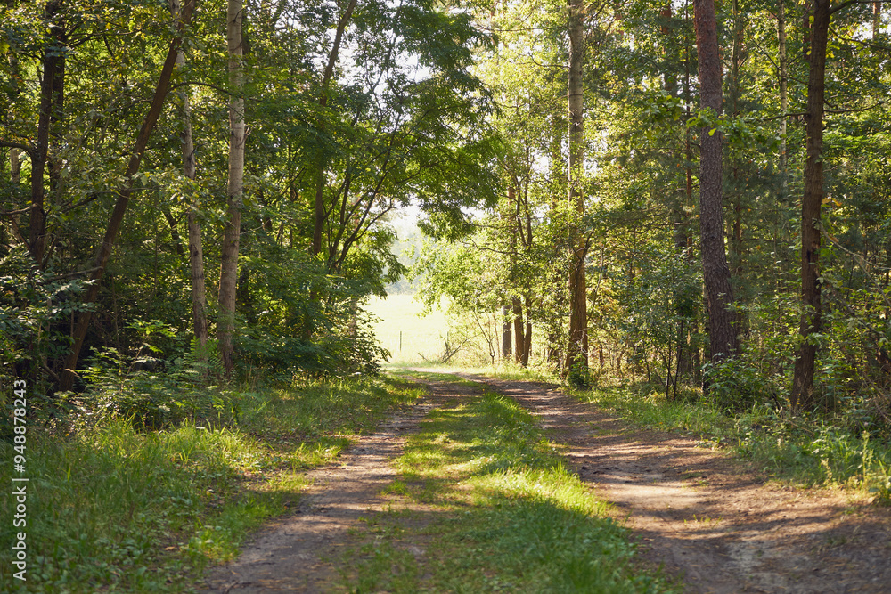 Fototapeta premium leśna ścieżka