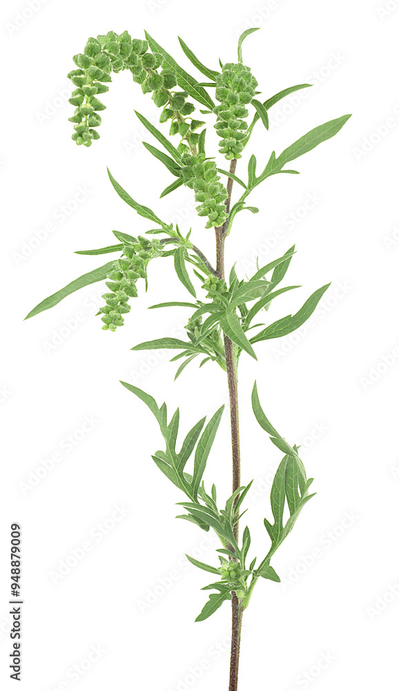 Fototapeta premium Fresh common ragweed isolated on a white background, Ambrosia artemisiifolia.