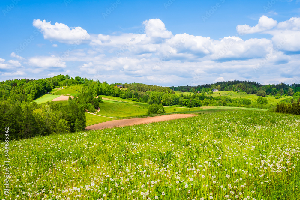 Green fields and meadows with spring flowers hills in background, Suwalski Landscape Park, Podlasie, Poland