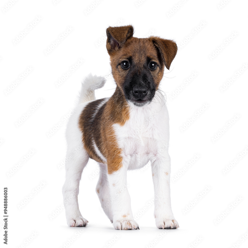 Cute Smooth Fox Terrier dog pup, standing facing front. Looking towards camera with funny uneven ears. Isolated on a white background. Cute Smooth Fox Terrier dog pup, standing facing front. Looking towards camera with funny uneven ears. Isolated on a white background.