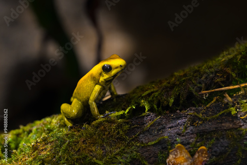 Schilderij op canvas Black legged poison dart frog, Phyllobates bicolor