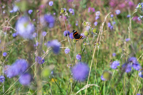 Photos A butterfly sits on a flower