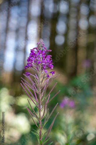 A pink blossom with bokeh photo