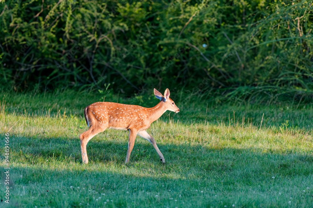 Deer. The white-tailed deer also known as the whitetail or Virginia deer . White taild deer is the wildlife symbol of Wisconsin and game animal of Oklahoma. Deer. The white-tailed deer also known as the whitetail or Virginia deer . White taild deer is the wildlife symbol of Wisconsin and game animal of Oklahoma.