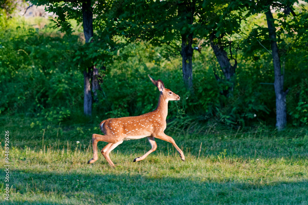 Deer. The white-tailed deer also known as the whitetail or Virginia deer . White taild deer is the wildlife symbol of Wisconsin and game animal of Oklahoma. Deer. The white-tailed deer also known as the whitetail or Virginia deer . White taild deer is the wildlife symbol of Wisconsin and game animal of Oklahoma.