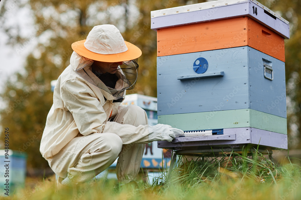 Full shot of unrecognizable male apiarist in protective bee suit working around wooden hive checking landing pad at autumn apiary farm Full shot of unrecognizable male apiarist in protective bee suit working around wooden hive checking landing pad at autumn apiary farm