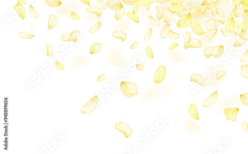 Yellow falling rose or sunflowers petals.Transparent panoramic horizontal background.Amber flower spring template.
