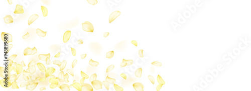 Yellow falling rose or sunflowers petals.Transparent panoramic horizontal background.Amber flower spring template.