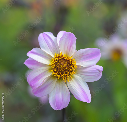 Beautiful close-up of a dahlia flower photo