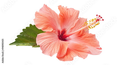 Red hibiscus flower with green leaves isolated on transparent background