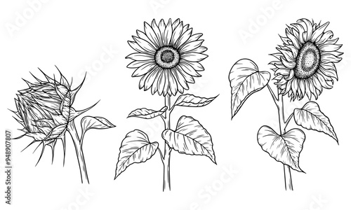 Vector sunflower illustrations set in line art style. Graphic monochrome drawing. Hand drawn floral outline sketch, engraved illustration. Design element for coloring book, tattoo, logo, icon, label.