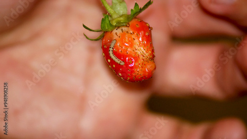 Worm on the ripe strawberry . High quality photo