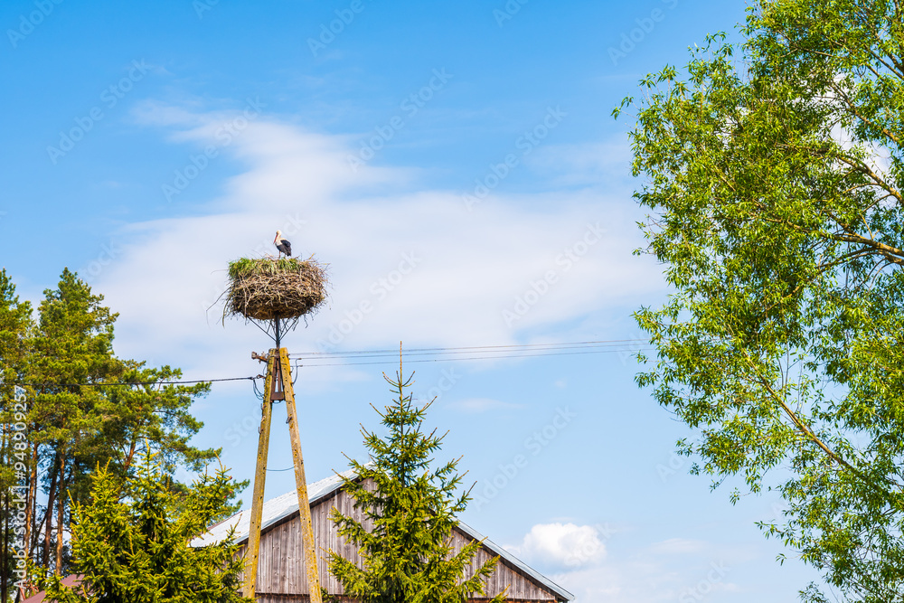 Stork bird in nest against sunny blue sky, Suwalski Landscape Park, Podlasie, Poland Stork bird in nest against sunny blue sky, Suwalski Landscape Park, Podlasie, Poland