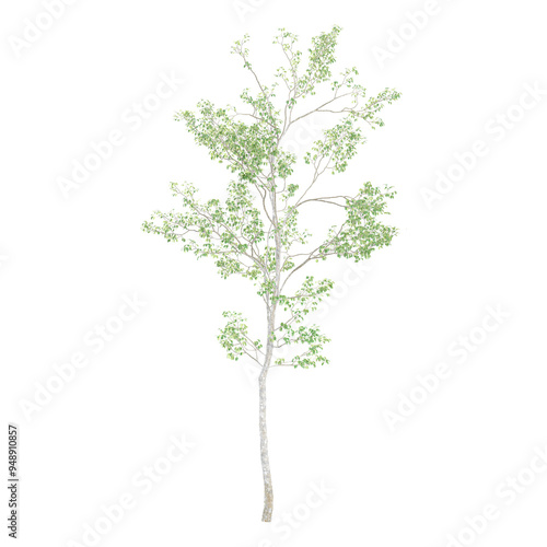 collection of Silver birch Plant with realistic style