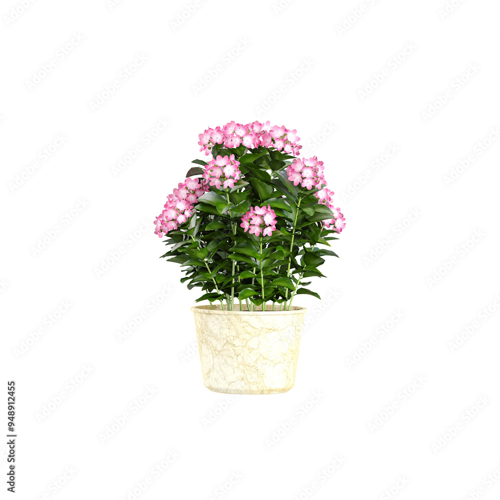 Green beautiful Phlox plant isolated on Canvas Green beautiful Phlox plant isolated on Canvas