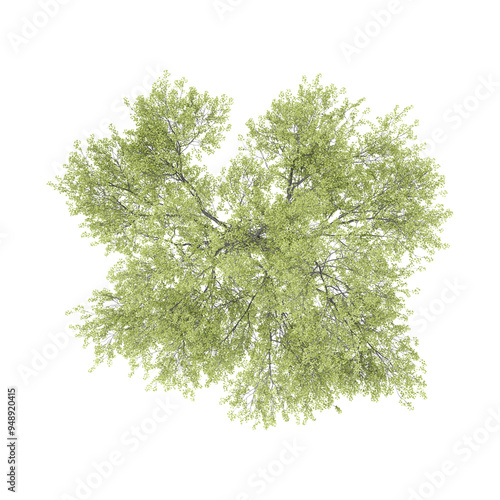 Obraz na plátne Silver birch Plant on isolated background from the top view