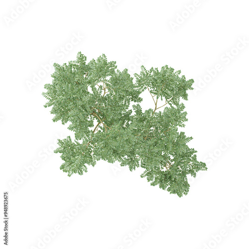 Foto Topview of Black locus tree isolated on transparent Canvas