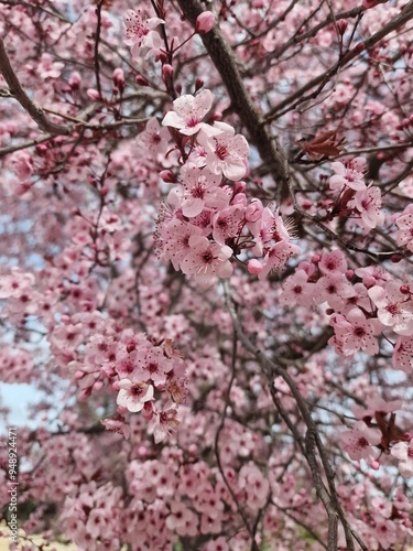 Wallpaper Mural Cherry Blossom Splendor Torontodigital.ca