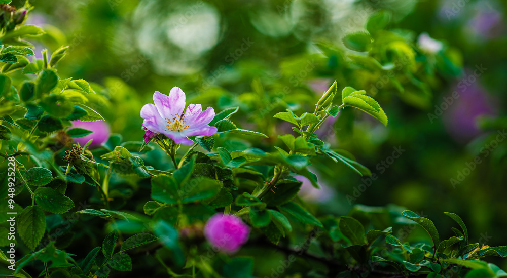 Fototapeta premium Flower of Rosa marginata on a large bush.