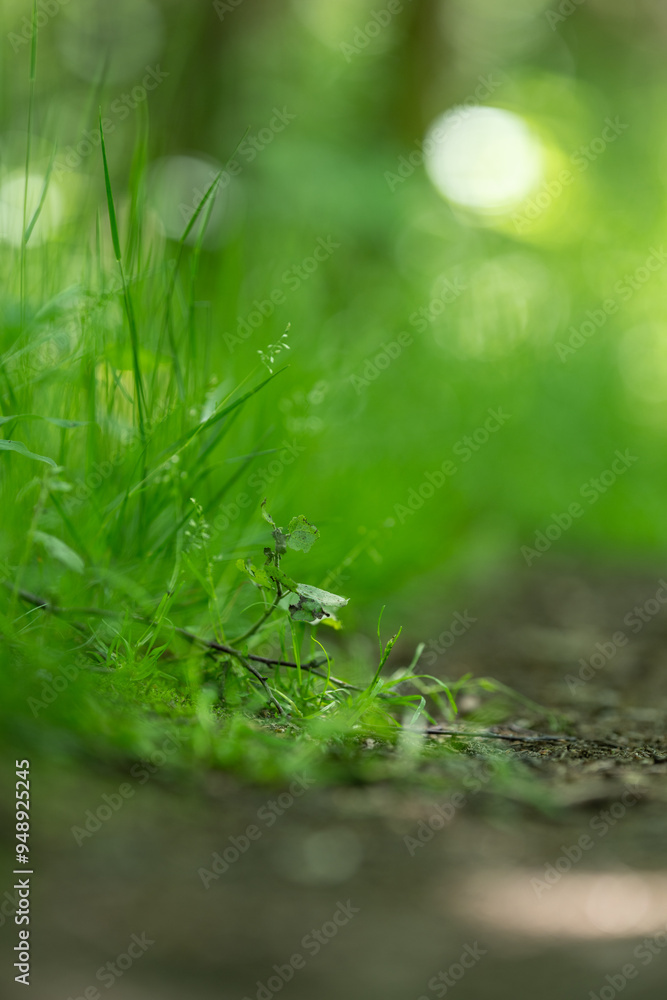 Small branch with leaves on the side of a walking path. Small branch with leaves on the side of a walking path.