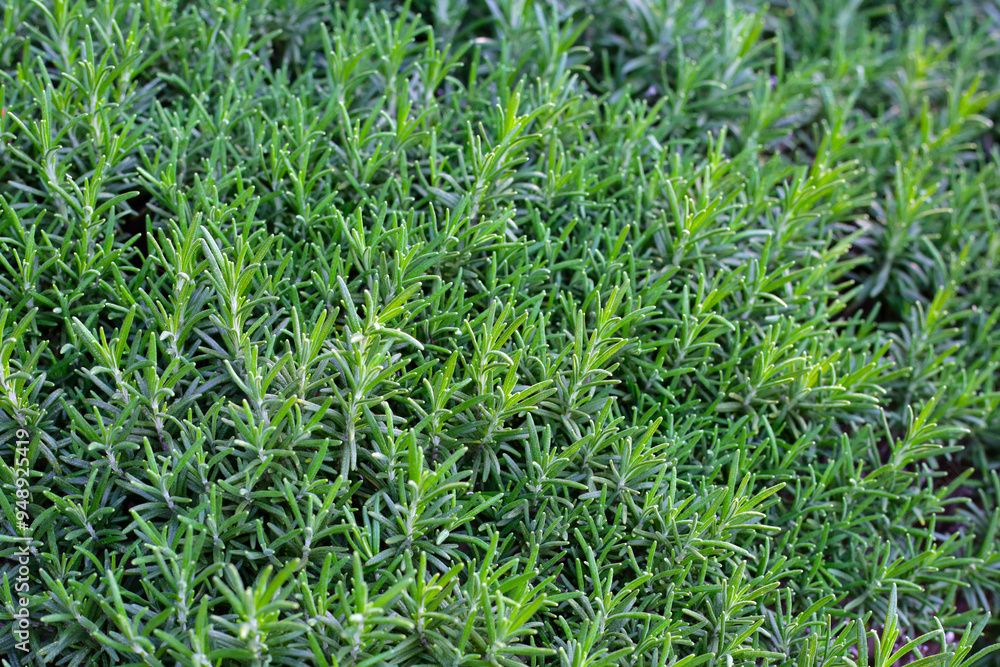 Rosemary plant, Fresh herb in the garden Rosemary plant, Fresh herb in the garden