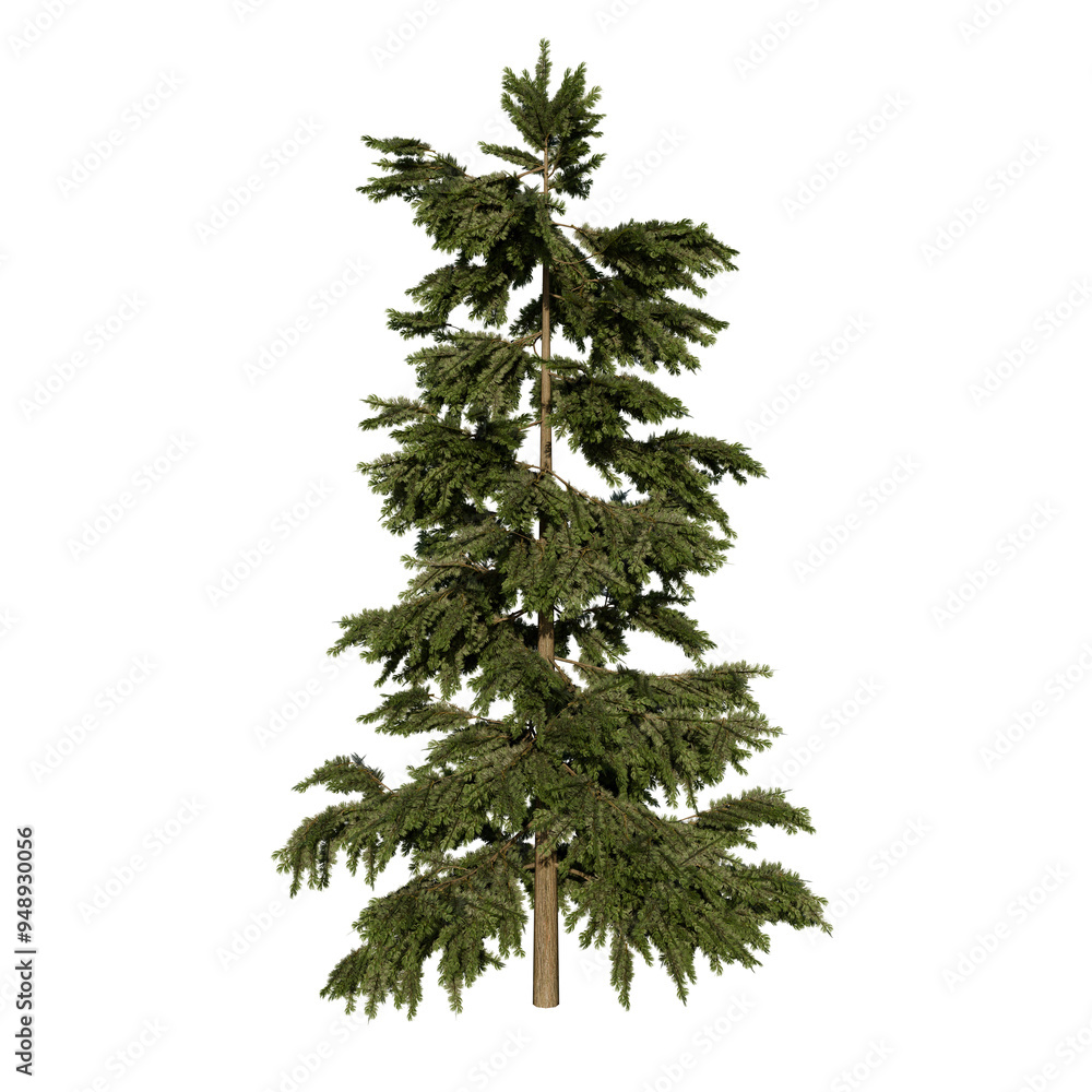 Siberian Cedar Coniferous Tree | High Resolution, Isolated, 3D Render Siberian Cedar Coniferous Tree | High Resolution, Isolated, 3D Render