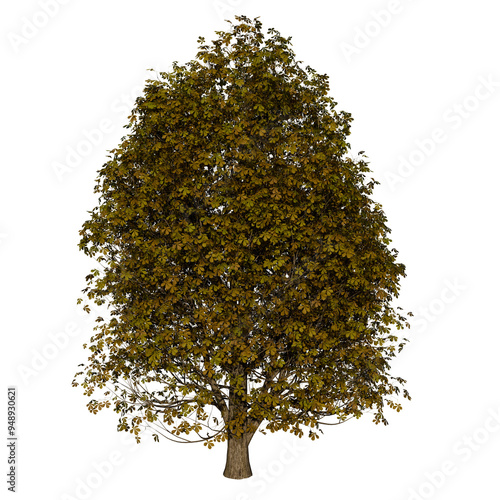 Chestnut Beech Fagaceae Deciduous Tree | High Resolution, Isolated, 3D Render photo