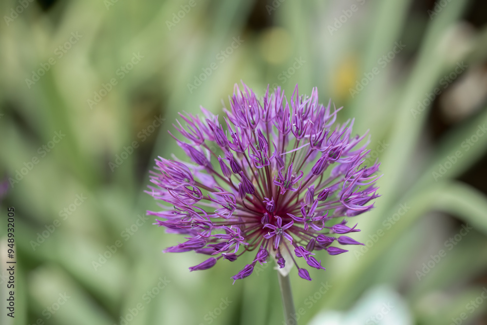 close-up of an Allium hollandicum Persian Onion or Dutch Garlic close-up of an Allium hollandicum Persian Onion or Dutch Garlic