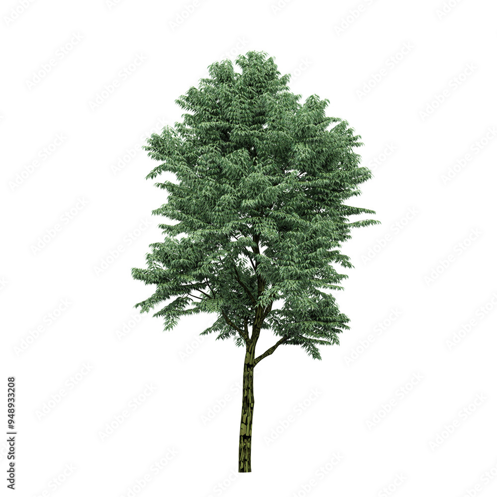 collection of Chukrasia tabularis Plant with realistic style collection of Chukrasia tabularis Plant with realistic style