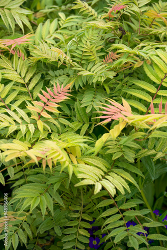 close-up of Sorbaria sorbifolia, also known as false goat's beard, sorb-leaved schizonotus, Ural false spirea photo