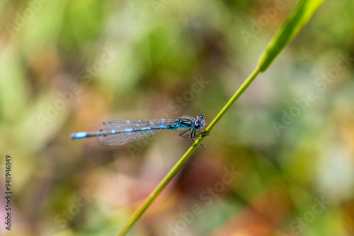 Irish Damselfly Coenagrion lunulatum perching on a grass straw. photo