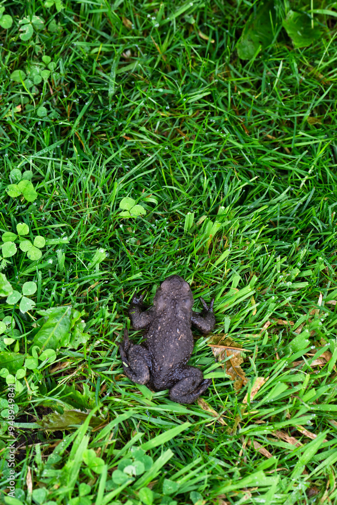 Obraz premium Toad in wet summer grass.