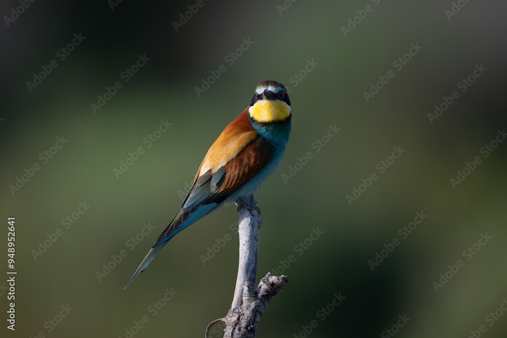 European bee-eater on a branch European bee-eater on a branch