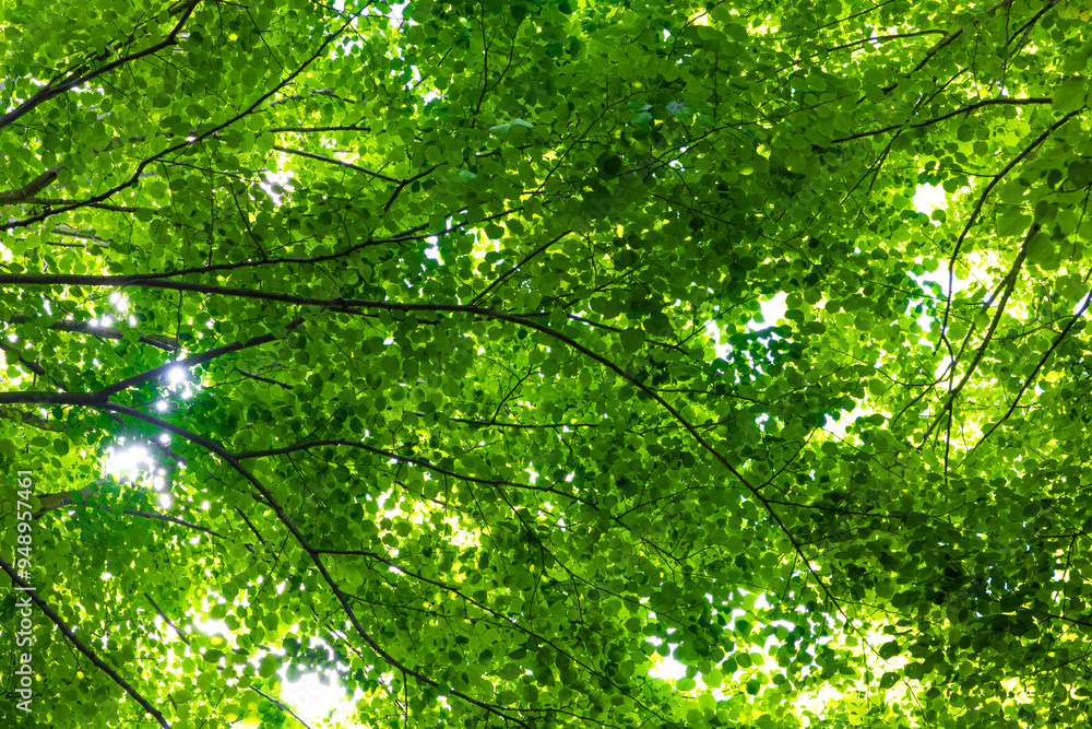 Carbon net zero or carbon neutrality concept. Lush forest view Carbon net zero or carbon neutrality concept. Lush forest view