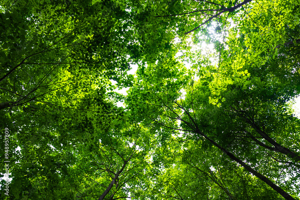 Lush forest view. Carbon neutrality concept photo Lush forest view. Carbon neutrality concept photo