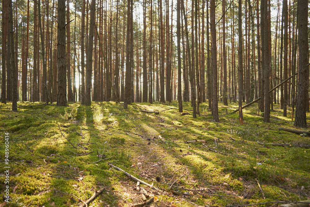 Fototapeta premium las,mech 