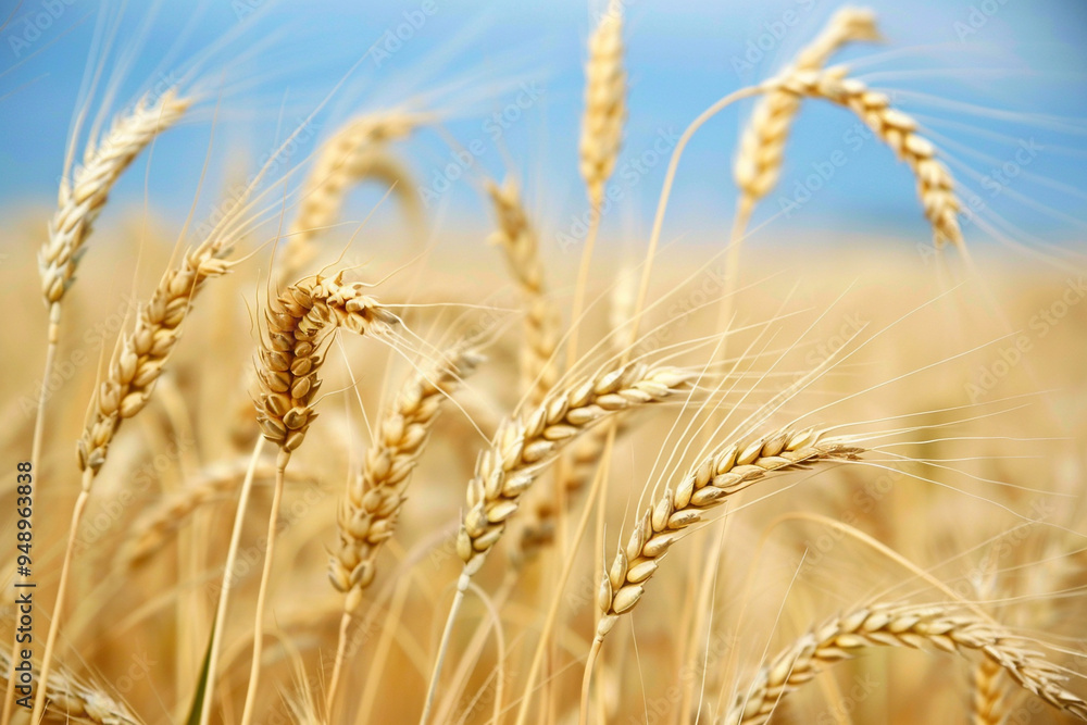 agricultural field with triticale ears before ripening and harvesting, close-up agricultural field with triticale ears before ripening and harvesting, close-up