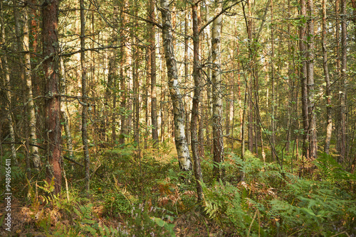 Fototapeta Naklejka Na Ścianę i Meble -  brzoza 
