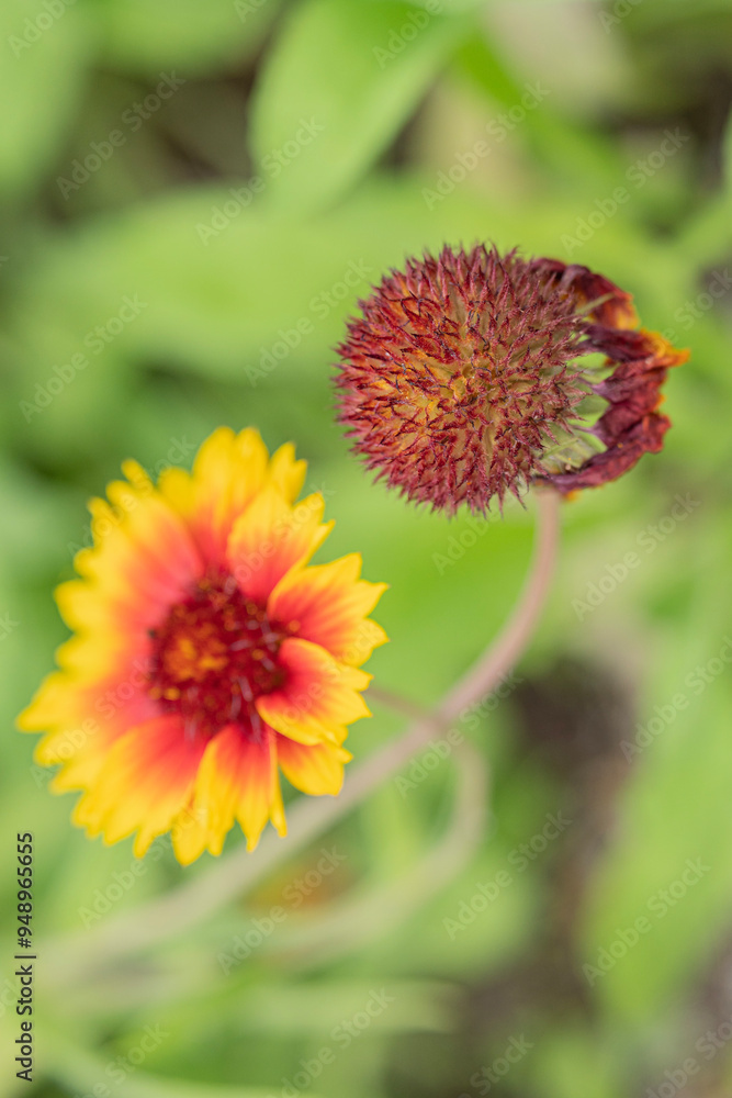 Nature and flowers Nature and flowers