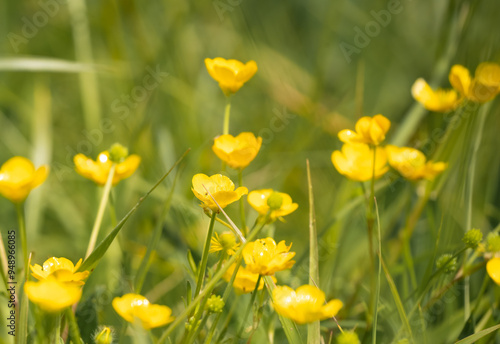 close-up of bright yellow meadow buttercup flowers, Ranunculus acris photo