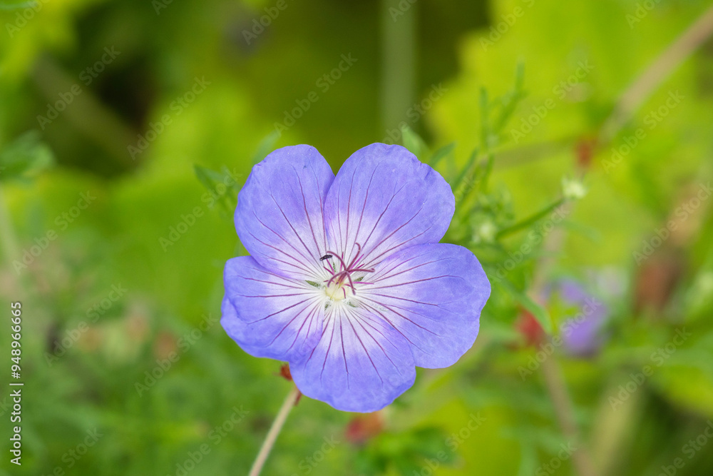 Nature and flowers Nature and flowers